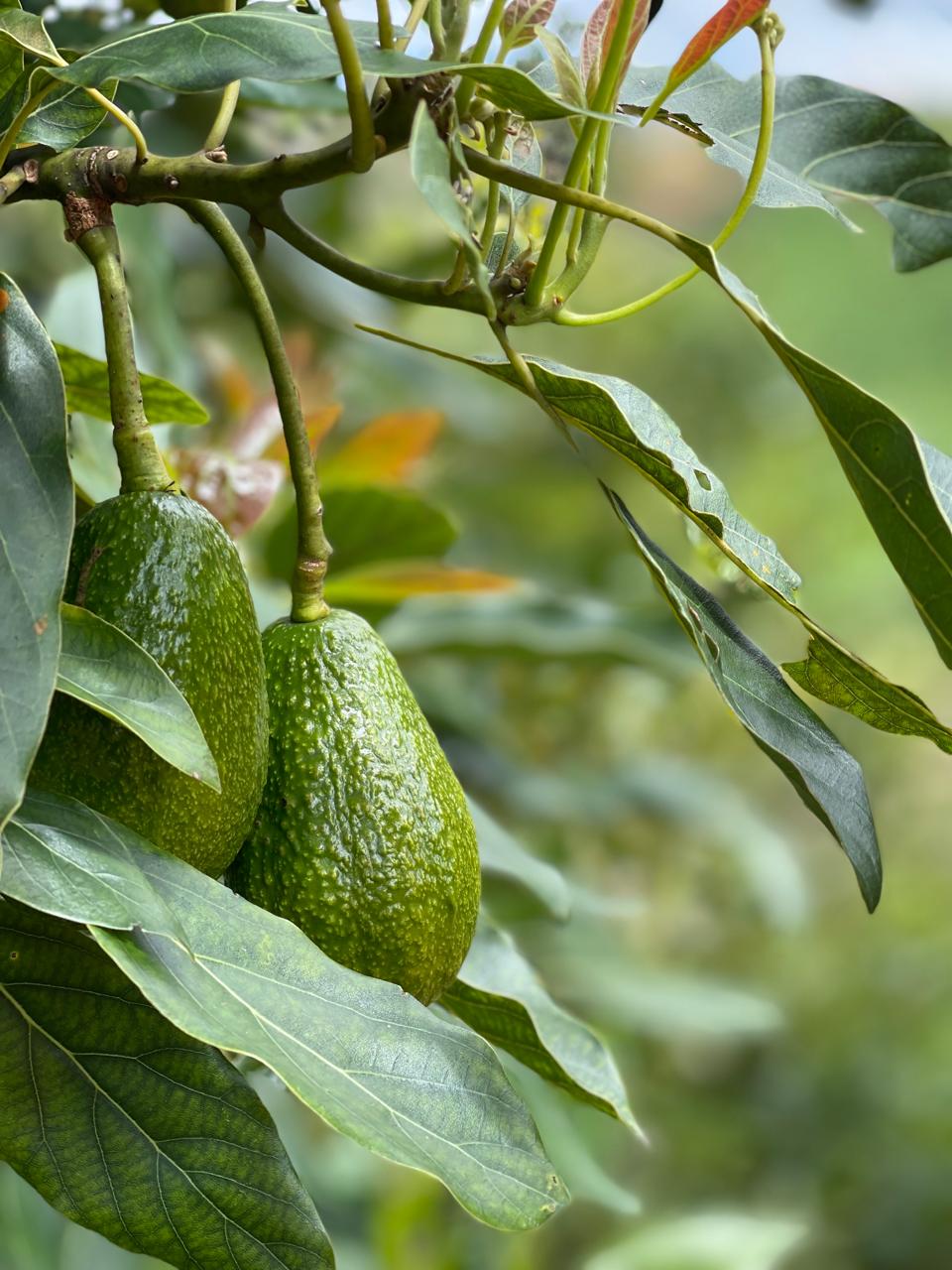 Proceso de cultivo