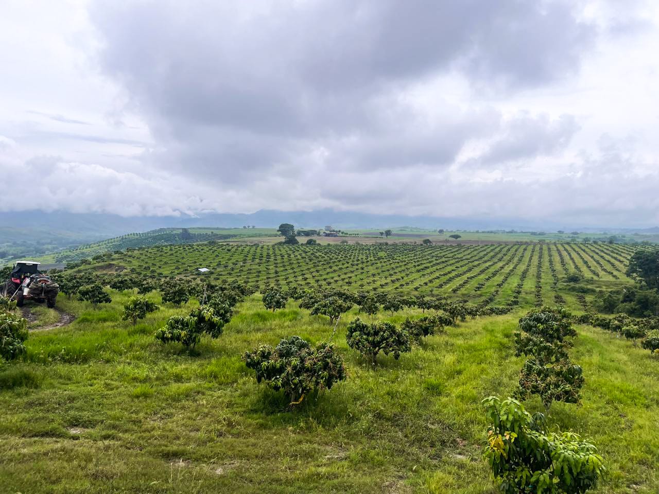 Cultivo